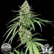 Dinafem Seeds Critical +